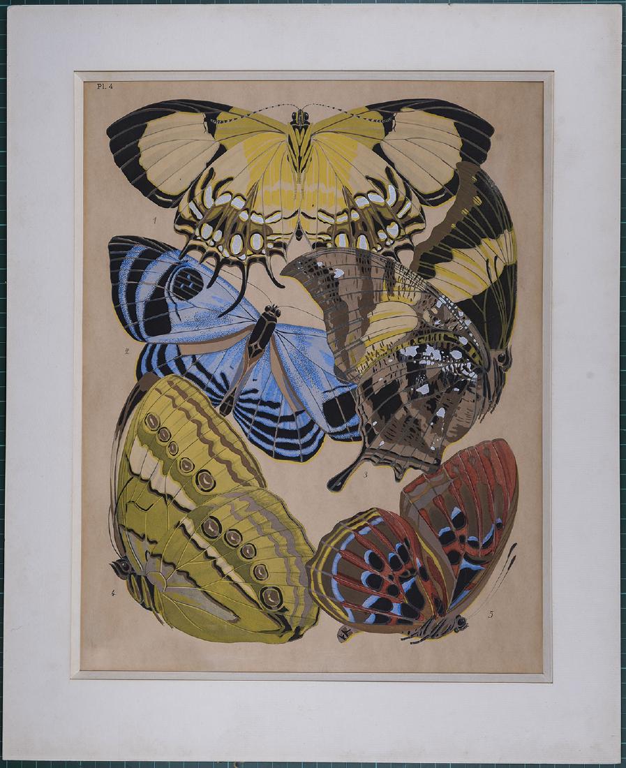 Seguy Original pochoir print 1926 Butterflies (1 of 3)