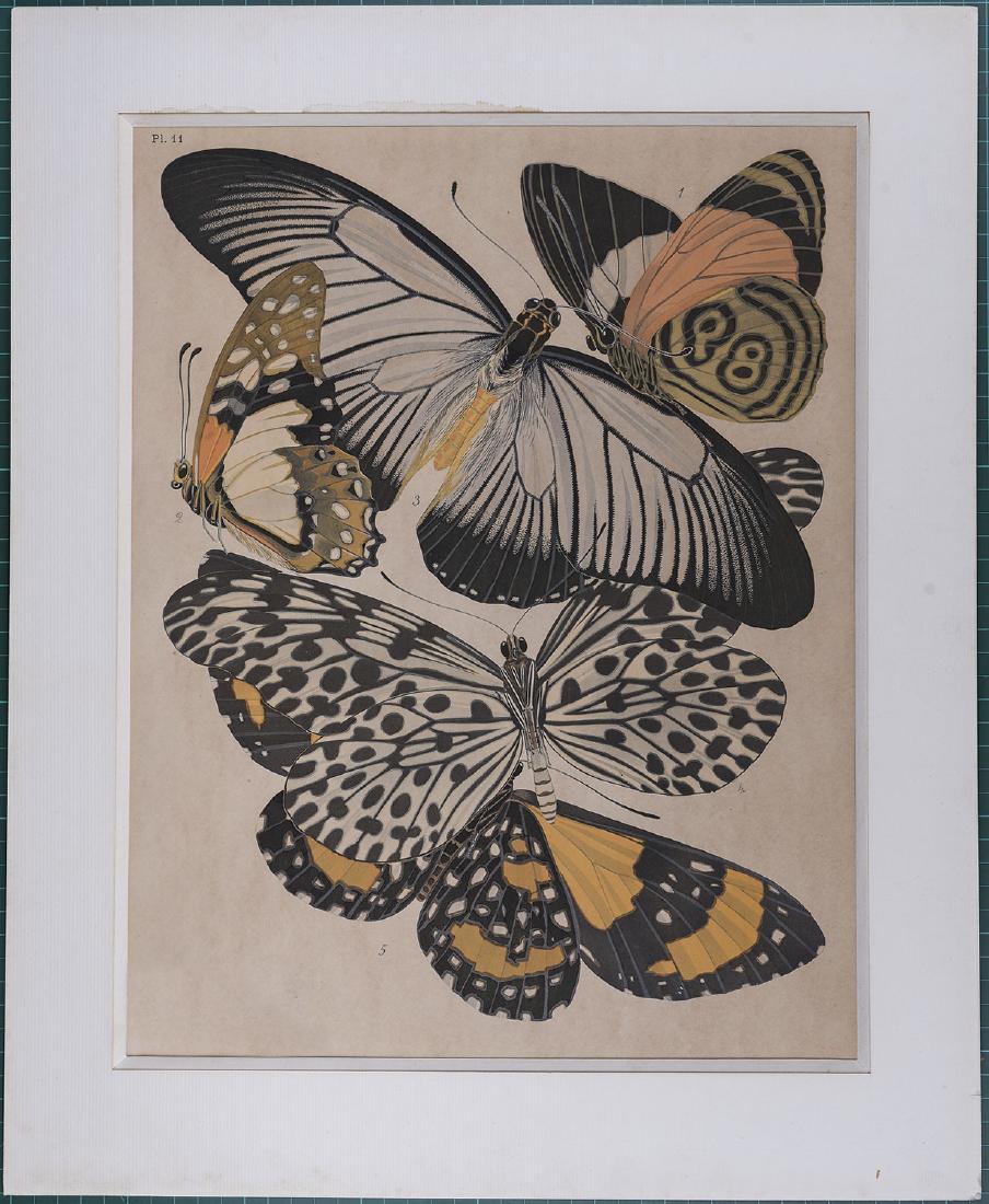 Seguy Origi pochoir prints 1926 Butterflies Art deco (1 of 3)