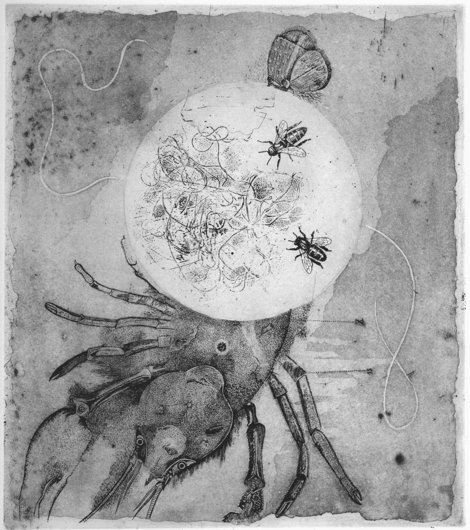 Gotthard-Johnny Friedlaender (After) - Le Homard, 1995: Gotthard-Johnny Friedlaender (After)Le Homard, 1995 Original etching on zinc (eau-forte and aquatint), printed on Velin d’Arches paper.Edition of 57. Numbered « 33 » on the back.Blind stamp « P.