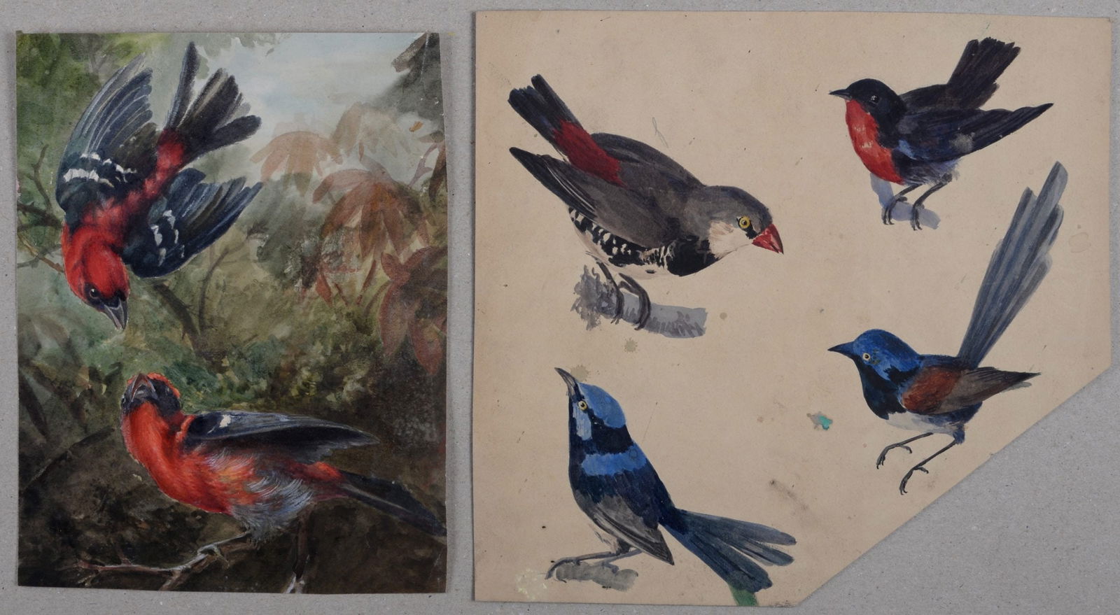 Alexandre Guelle : Oiseaux, circa 1900: Alexandre GuelleOiseaux #2, circa 1900Set of 2 watercolors and ink on vellum paper, depicting birds.Dimensions:+ Size of the sheet : 22,5 x 23,9 cm / 8,9 x 9,4 in+ Size of the sheet : 21,3 x 16,4 cm /