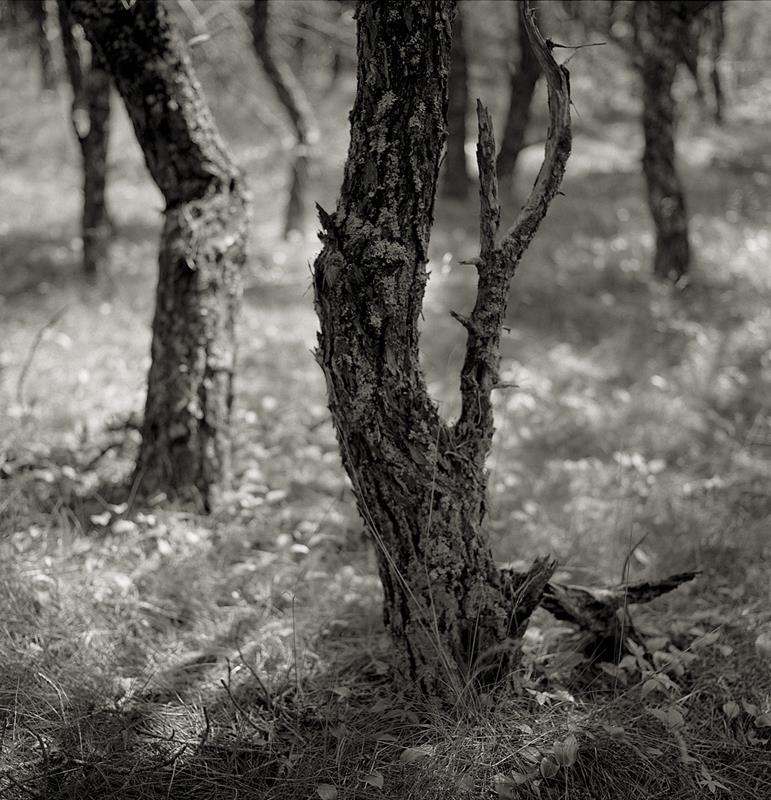 Eric Lindbloom: Pinewoods #28, N. Truro, MA, 2003 photography, Ed. 2/15 signed verso 14 x 14 inches unframed WAAM was founded in 1919 by artists seeking to foster their fellow artists by providing exhibition space an