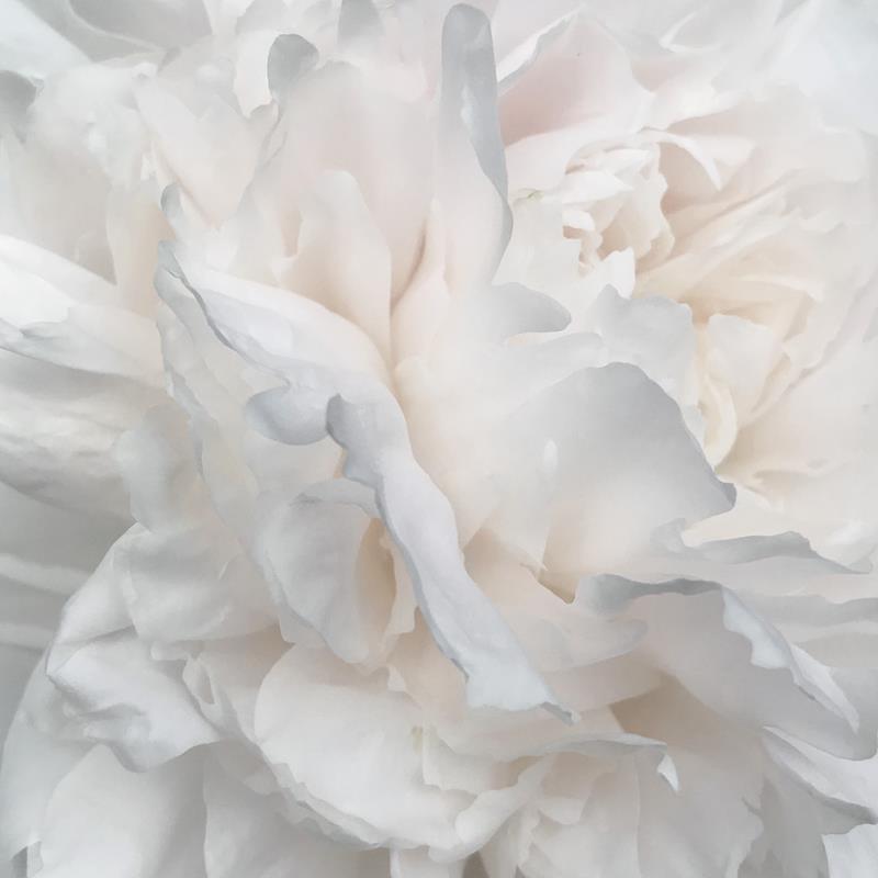 Sharon Rousseau: Woodstock Peony 2018 photograph signed lower right 11 x 11 inches, 16 x 16 inches framed Printed by Richard Edelman WAAM was founded in 1919 by artists seeking to foster their fellow artists by provid