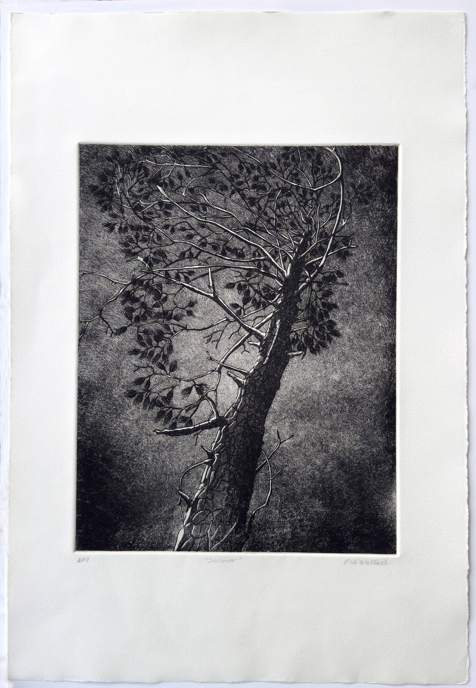 Pamela W. Wallace (1 of 1)