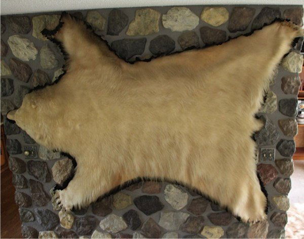 TROPHY SIZE POLAR BEAR RUG MOUNTED ON FELT: FUR IN GOOD CONDITION 87" X 64" APPROXIMATELY **THIS ITEM CANNOT BE SHIPPED OUTSIDE OF CANADA**