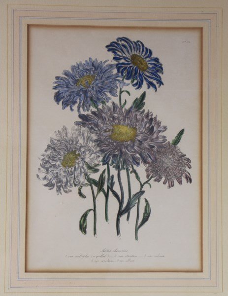 PAIR OF 19TH C. BOTANICAL AQUATINTS (1 of 2)