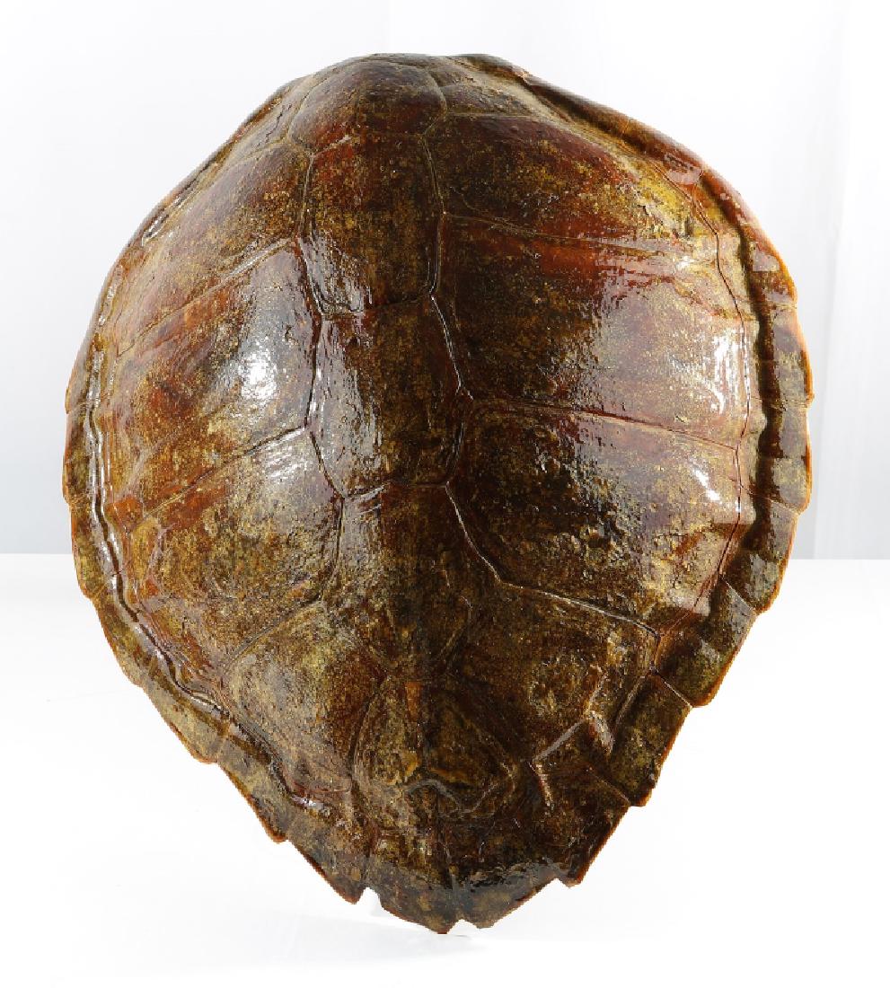 Decorative Tortoiseshell Display Piece (1 of 3)