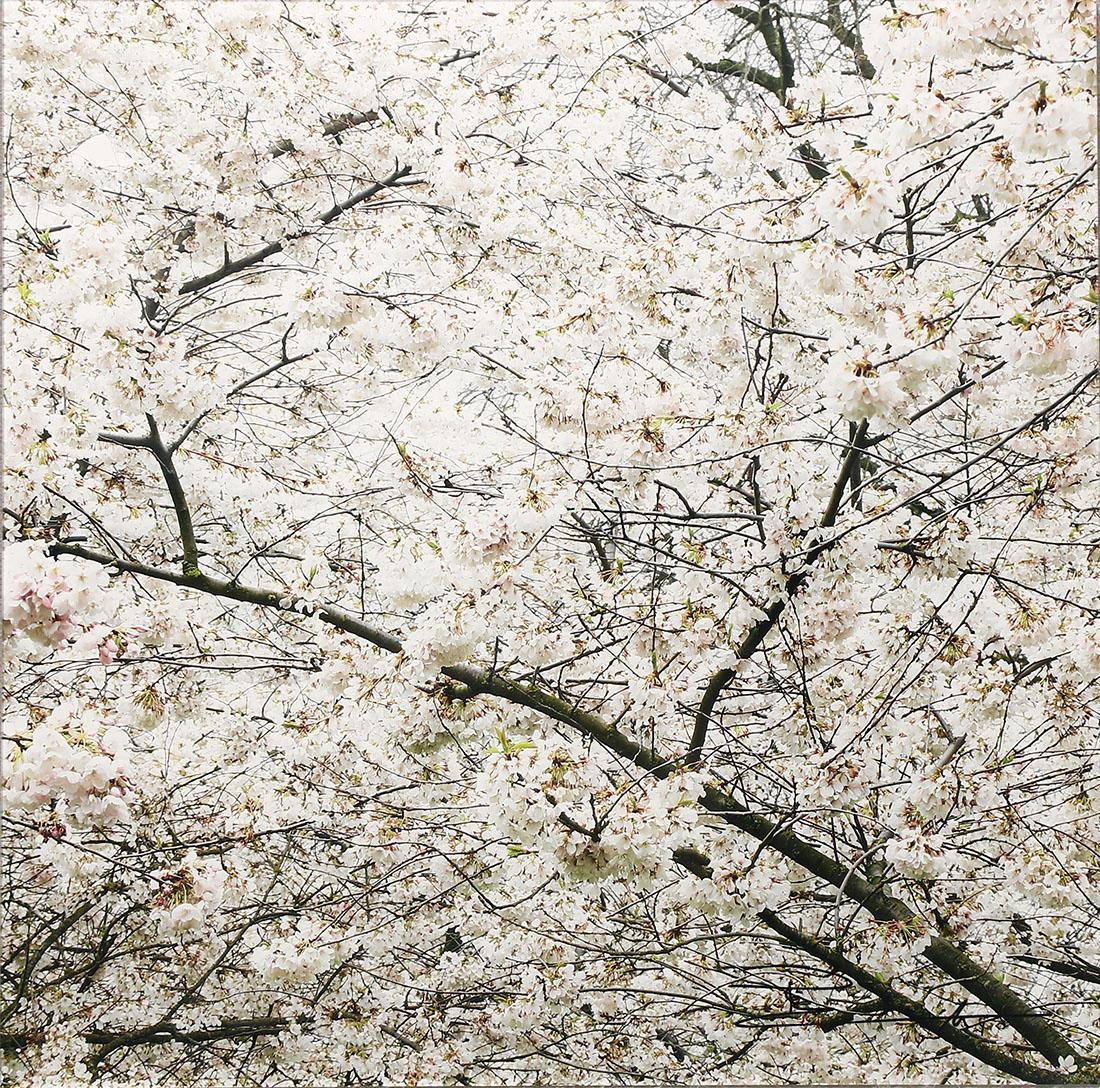 Peter Lik (Australian, b. 1959) Zen Elements (1 of 2)