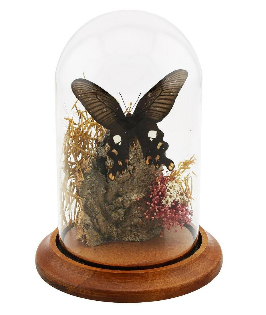 Butterfly Dome Display Malayan Rose: Butterfly display dome with a dark brown Malayan Rose butterfly. Mounted with a glass dome with a wooden base. Measures approx 7" H x 5.5" W at the base. Piece is in very good condition. Please review