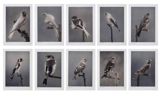 Carsten Höller (German, b.1961) "Birds" 2006 Photogravures, Suite of 10: Complete Suite of 10 Carsten Höller "Birds" 2006 Limited Edition Photogravures in Colours on Somerset Paper. Measures approx. - image - 19 5/8" high x 13 3/8" wide, sheet - 29