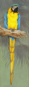 David Ord Kerr (British, b. 1951) "Single Blue/Yellow Macaw Oil Painting" Oil on Panel