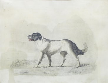 Attr. to Mary Heber (English, 1787-1846) "Portrait of Newfoundland Dog"