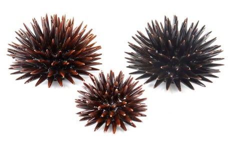 3 Pc. Riccio Caprese Ceramic Sea Urchin Sculptures