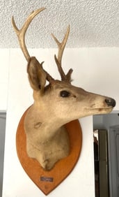 American White Tailed Deer Taxidermy Mount