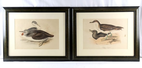 Pair of John Gould (American, 1804–1881) Ornithological Lithographs