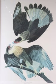 John James Audubon "Brazilian Caracara Eagle" Engraving