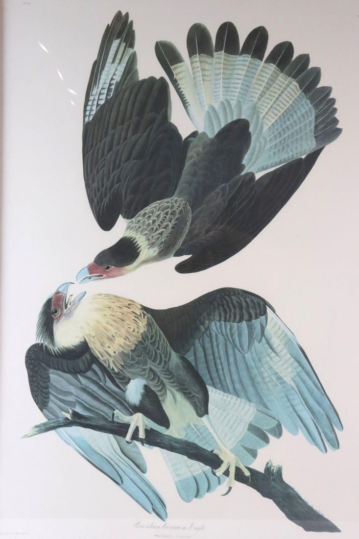 John James Audubon "Brazilian Caracara Eagle" Engraving (1 of 9)
