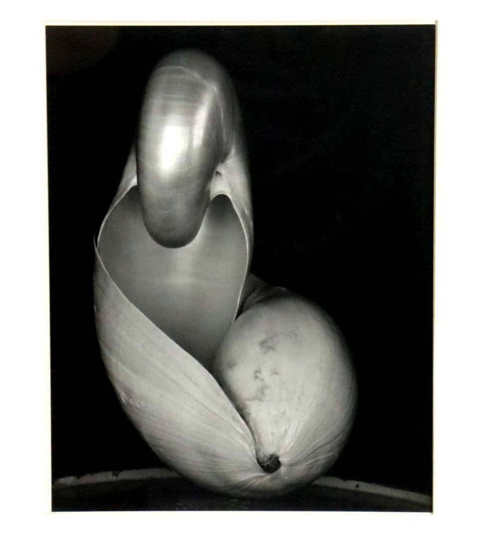 Edward Weston (American, 1886–1958) "Shells" Gelatin Silver Print (1 of 8)
