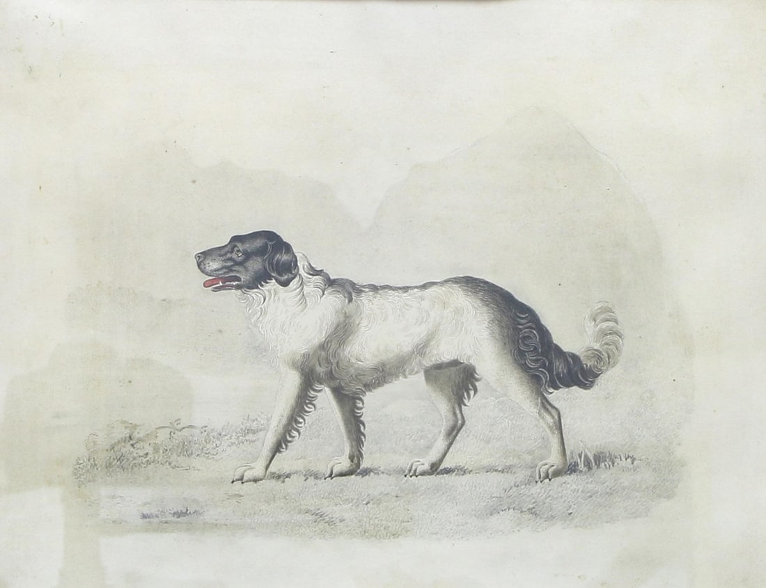 Attr. to Mary Heber (English, 1787-1846) "Portrait of Newfoundland Dog": Attributed to Mary Heber (English, 1787–1846) Portrait of a Newfoundland Dog Watercolor and etching 10 3/4" H x 8" W 17 1/2" H x 15" W framed A watercolor and etching titled