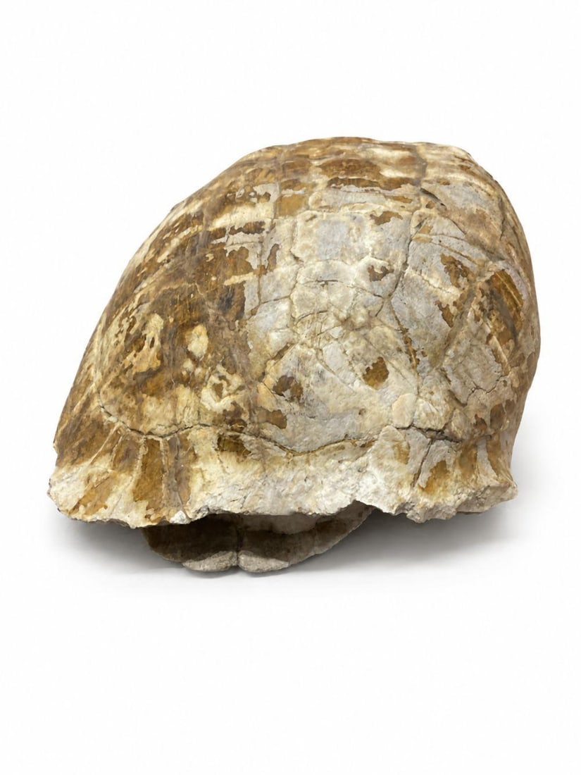 Large Fossilized Tortoise Shell (1 of 4)