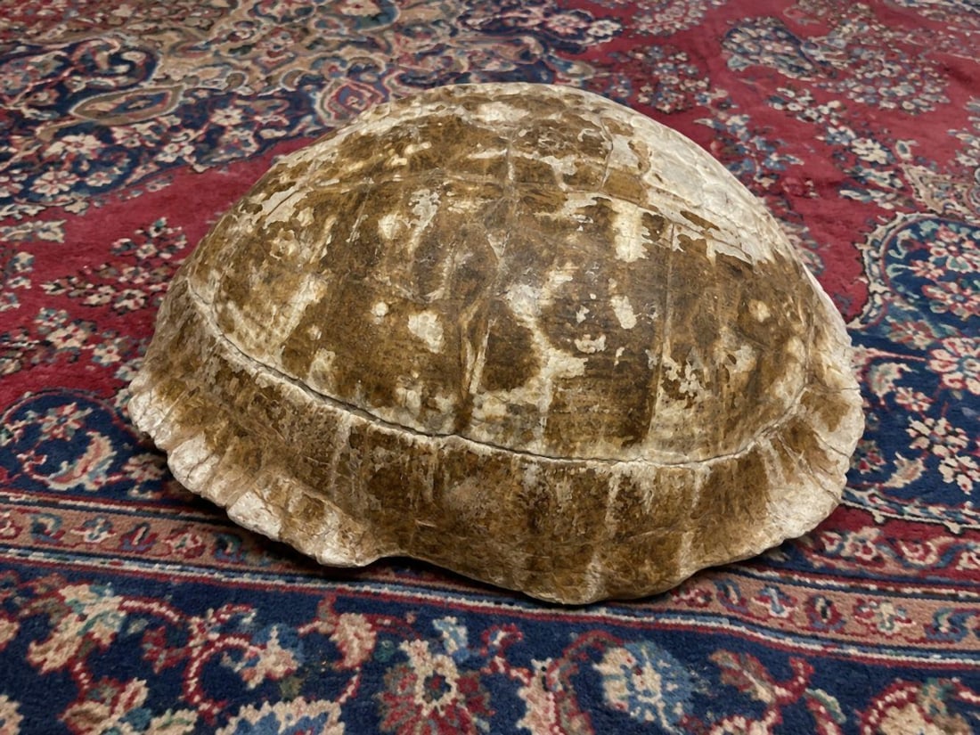 Large Fossilized Tortoise Shell - 3
