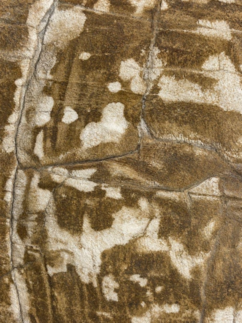 Large Fossilized Tortoise Shell - 4