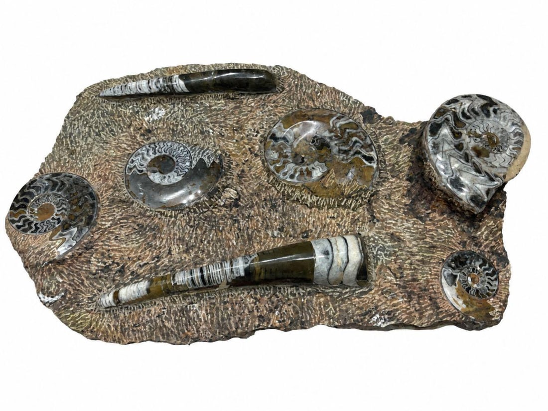 Polished Ammonite and Orthoceras Fossil Specimen: Polished Ammonite and Orthoceras Fossil Specimen 26" H x 16" W x 4" D Condition: Very good condition. Have a similar item to sell? Contact us at info@marketauctionsinc.com Please