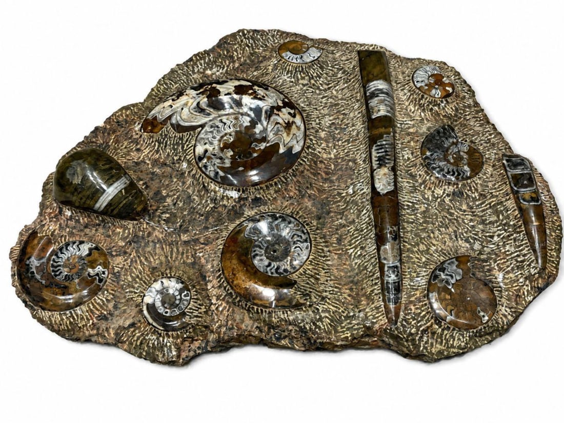Polished Ammonite and Orthoceras Fossil Specimen: Polished Ammonite and Orthoceras Fossil Specimen 22" H x 25" W x 4.5" D Condition: Very good condition. Have a similar item to sell? Contact us at info@marketauctionsinc.com Please