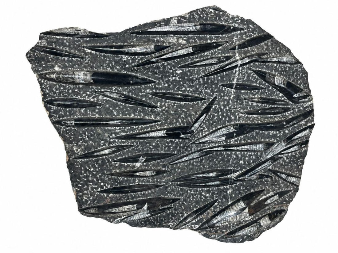 Polished Orthoceras Fossil Specimen: Polished Orthoceras Fossil Specimen 21" H x 26" W x 3" D Condition: Very good condition. Have a similar item to sell? Contact us at info@marketauctionsinc.com Please review all photos