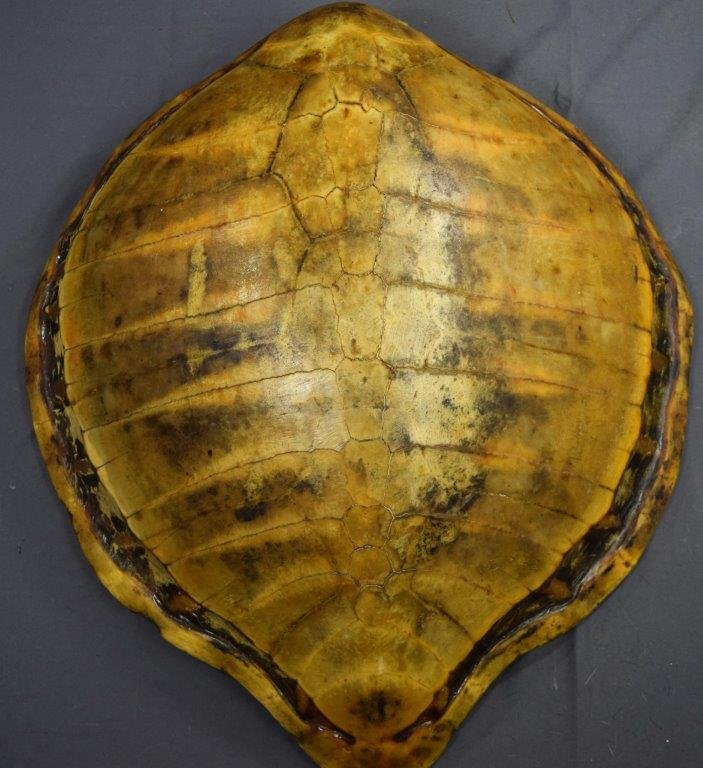 Massive Antique Blonde Turtle Shell (27" x 24") (1 of 3)