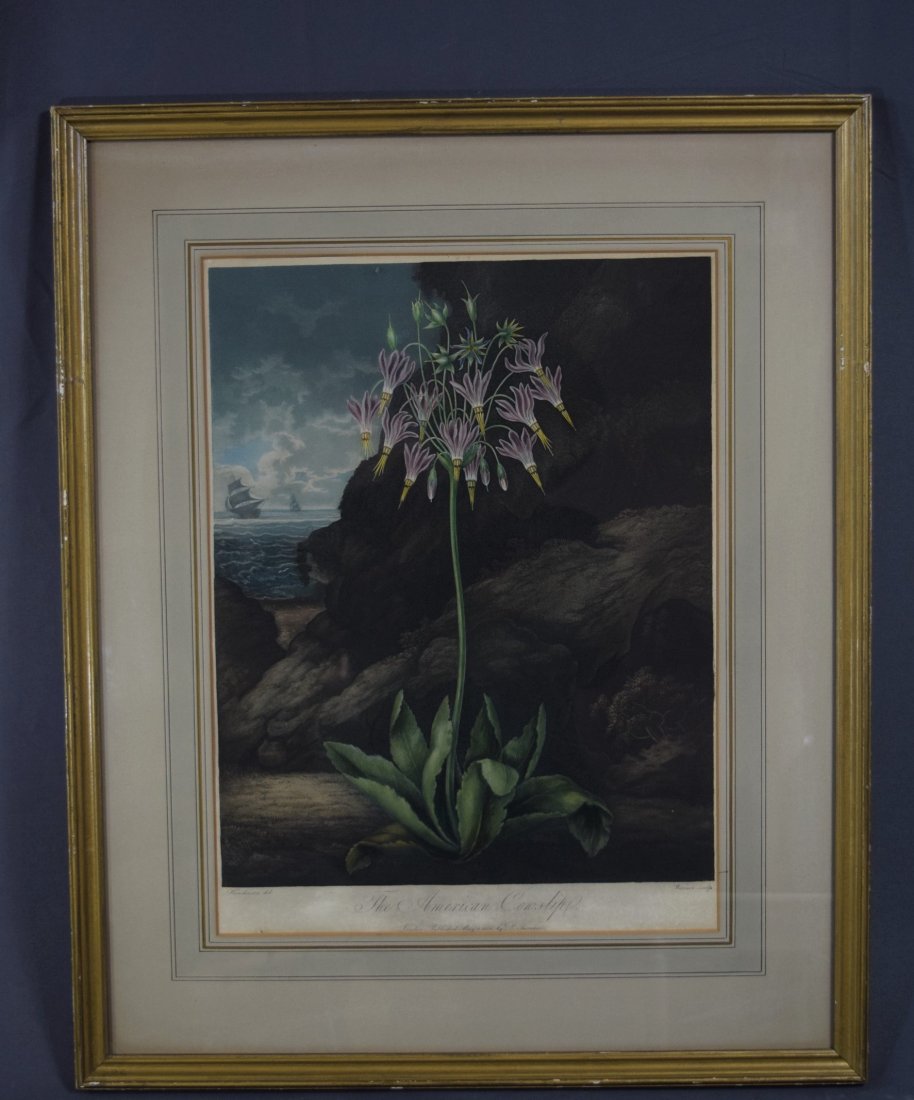 Robert John Thornton, The American Cowslip (1 of 5)