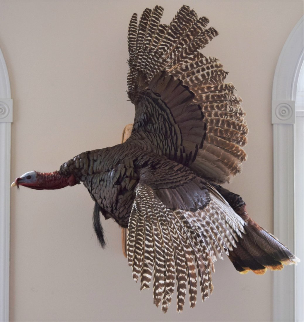 Large Mounted Turkey (Taxidermy) (1 of 7)