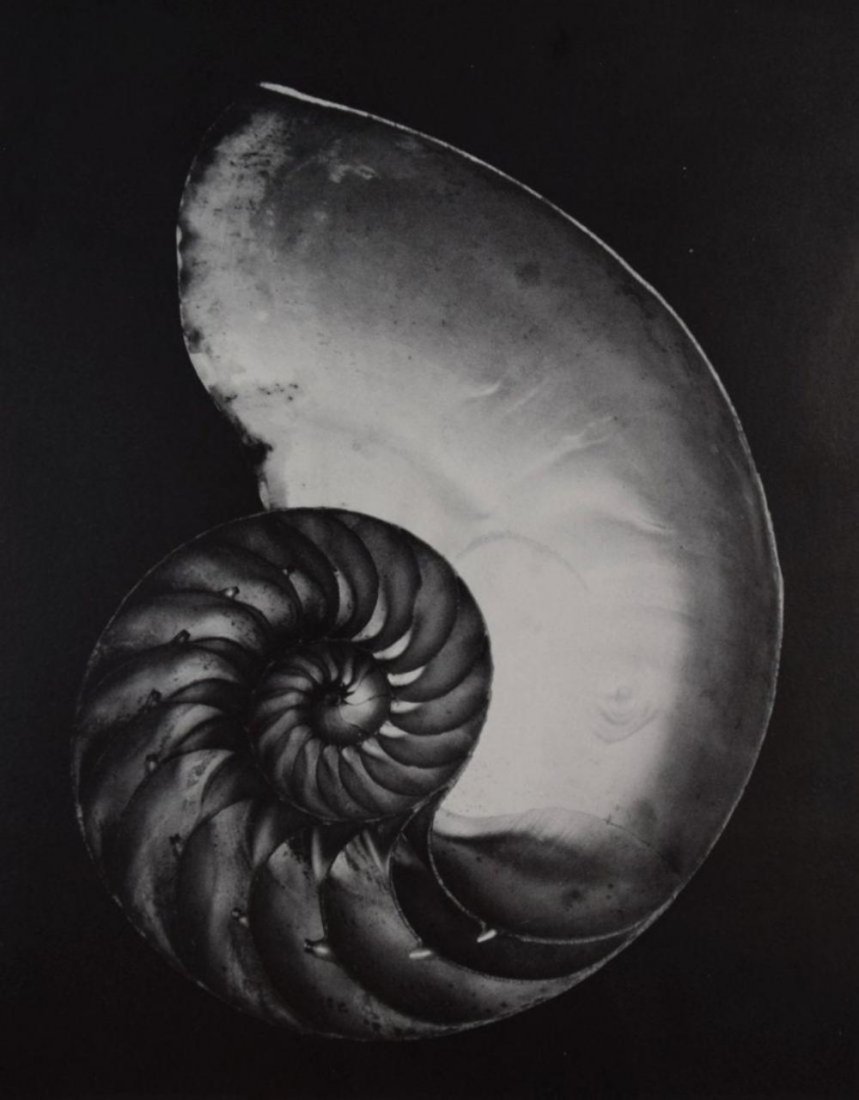 Edward Weston - Nautilus: EDWARD WESTON (1886-1958) Nautilus Sheet-fed gravure, c. 1970 Printed in America 9" x 7"