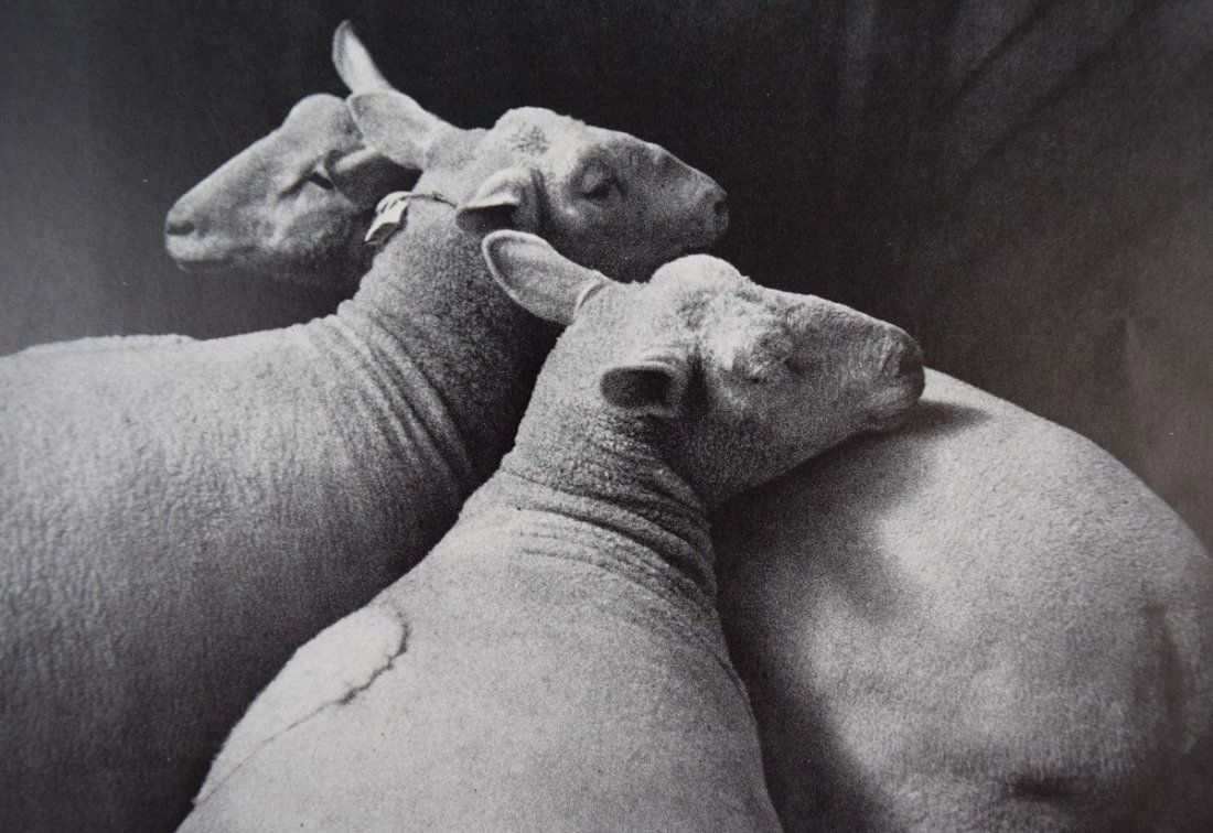 Andre Kertesz - Sheep, 1931 (1 of 1)