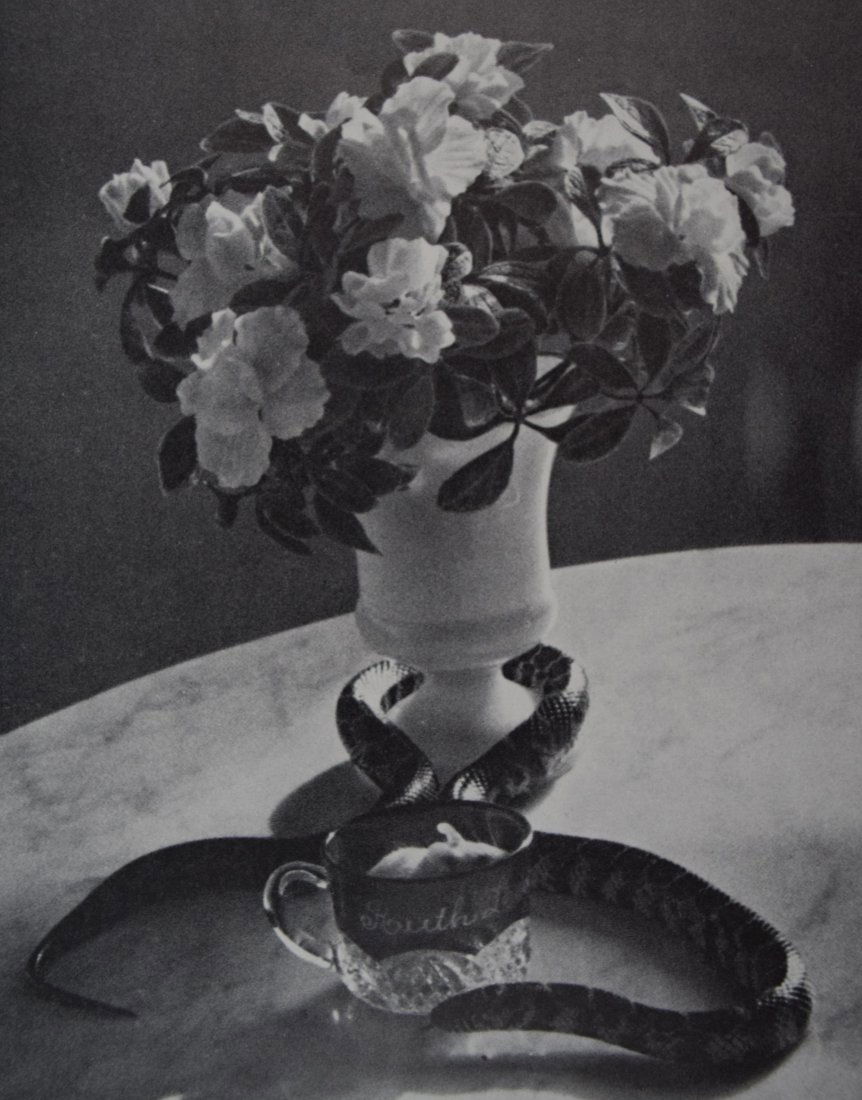 Andre Kertesz - Snake And Rat (1 of 1)