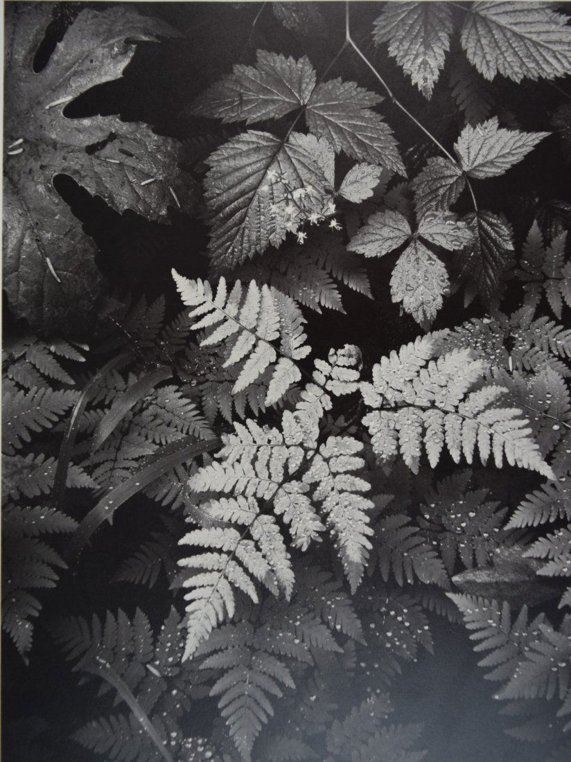 Ansel Adams - Ferns in Rain, Mt. Rainer (1 of 1)