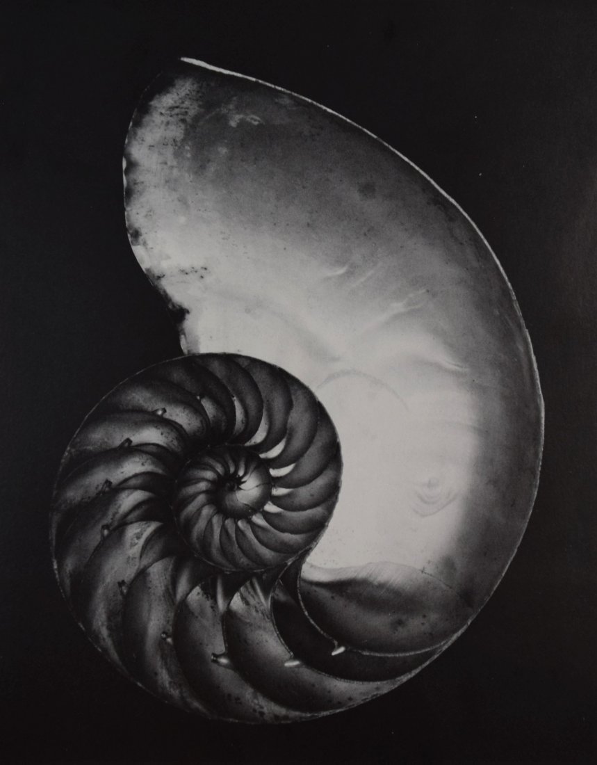Edward Weston - Nautilus, 1927 (1 of 1)