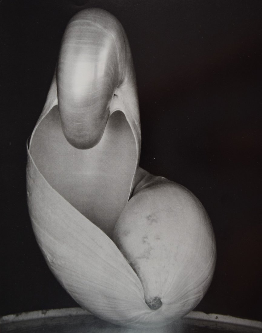 Edward Weston - Two Shells, 1927 (1 of 1)