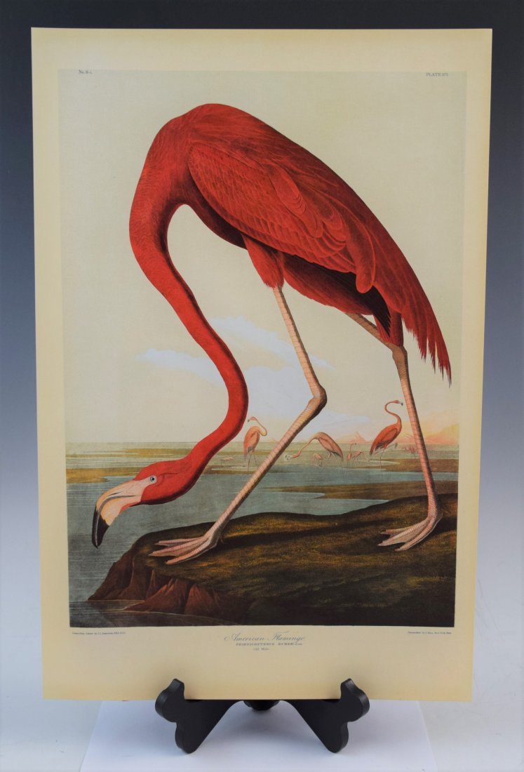 John James Audubon - American Flamingo (Chromolitho) (1 of 3)