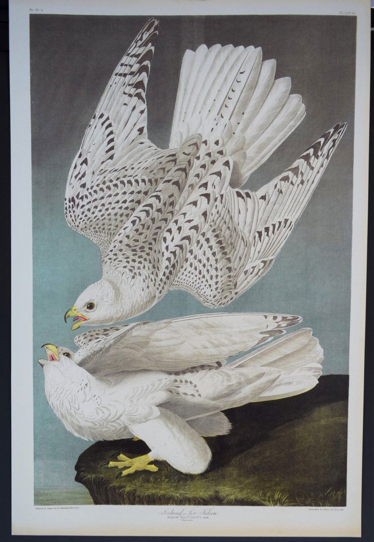 John James Audubon - Iceland, Jer Falcon (Chromolitho) (1 of 3)