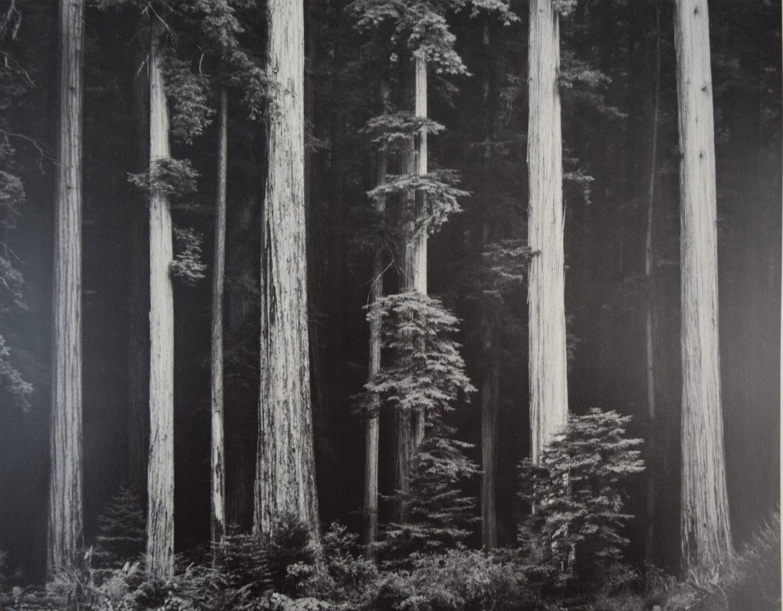 Ansel Adams - Redwoods, Bull Creek Flat, Northern CA (1 of 1)