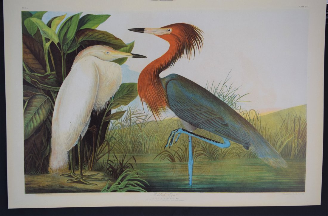 John James Audubon - Reddish Egret (1 of 3)