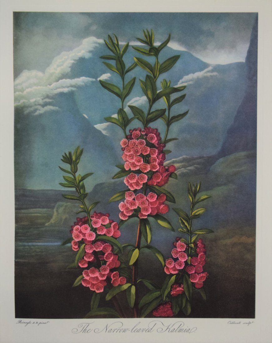 Robert John Thornton - The Narrow-Leaved Kalmia (1 of 1)