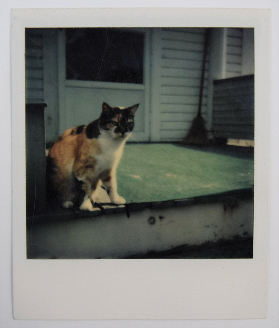 Andy Warhol - Polaroid (1 of 2)