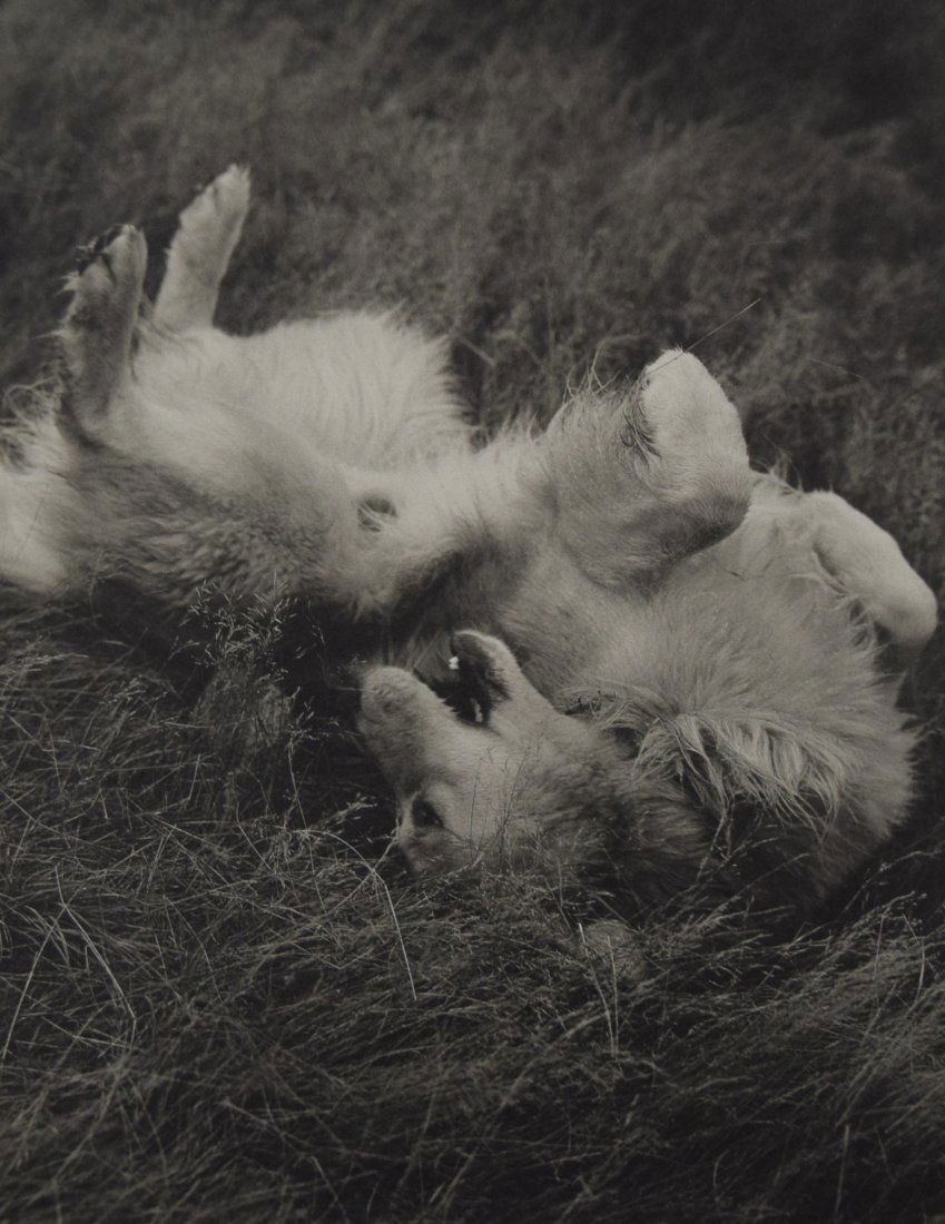 Bruce Weber - Little Bear on the Island at Bear Pond: BRUCE WEBER (b. 1946) Little Bear on the Island at Bear Pond, Adirondack Park, 1989 Sheet-fed gravure c. 1990 Printed in United States of America 9 3/8" x 7 1/4"