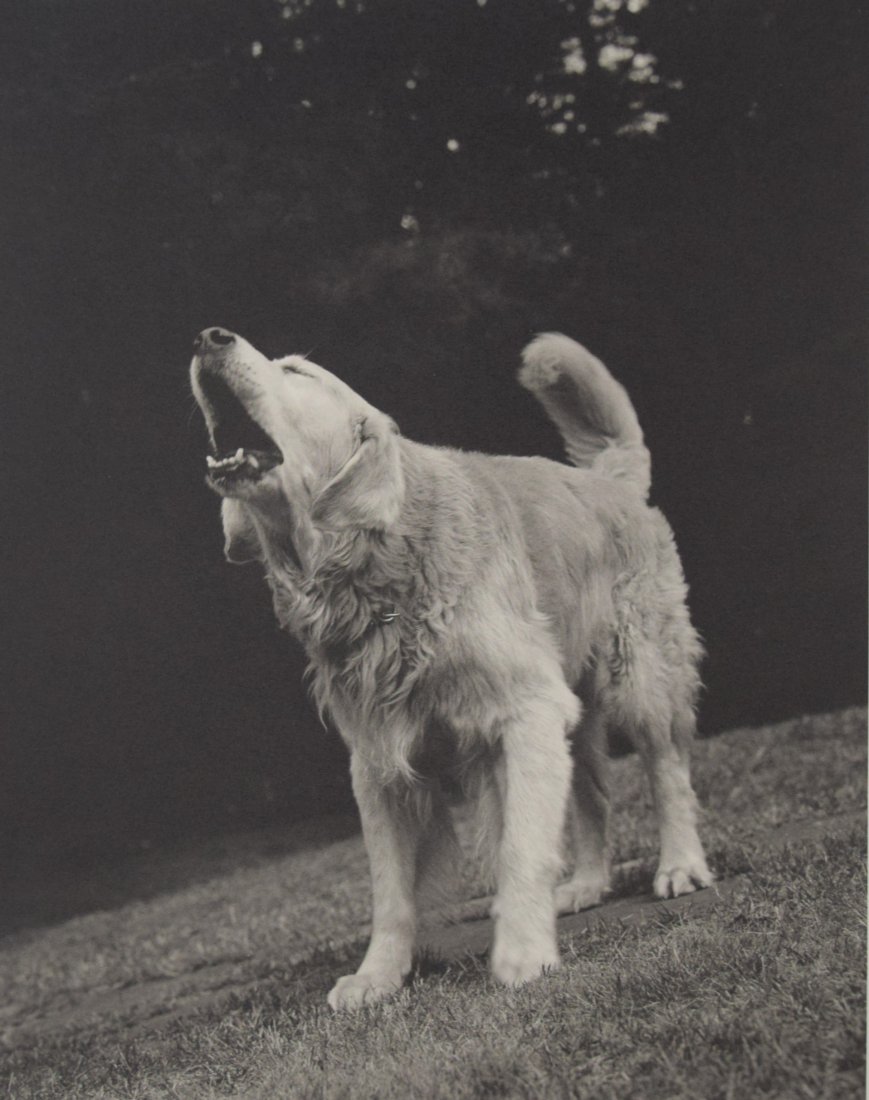 Bruce Weber - Rowdy, Adirondack Park, 1988: BRUCE WEBER (b. 1946) Rowdy, Adirondack Park, 1988 Sheet-fed gravure c. 1990 Printed in United States of America 9 3/8" x 7 1/4"