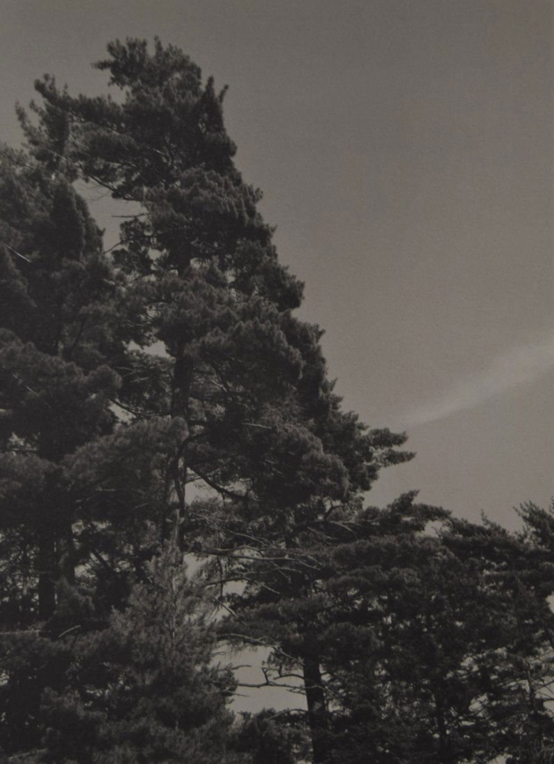 Bruce Weber - Trees on Upper St. Regis Lake, 1988: BRUCE WEBER (b. 1946) Trees on Upper St. Regis Lake, 1988 Sheet-fed gravure c. 1990 Printed in United States of America 9 3/8" x 7 1/4"