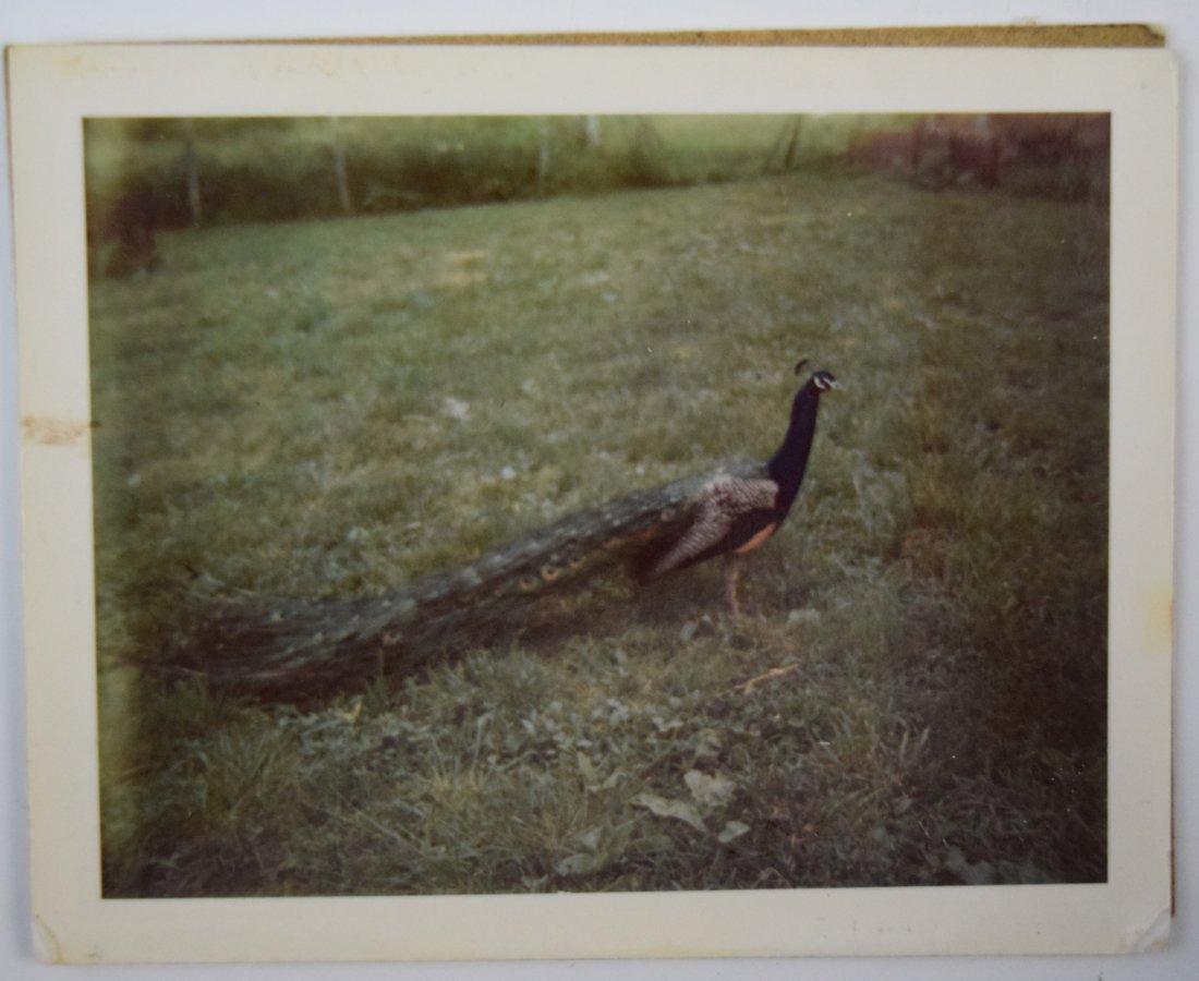 Andy Warhol - Polaroid (1 of 1)