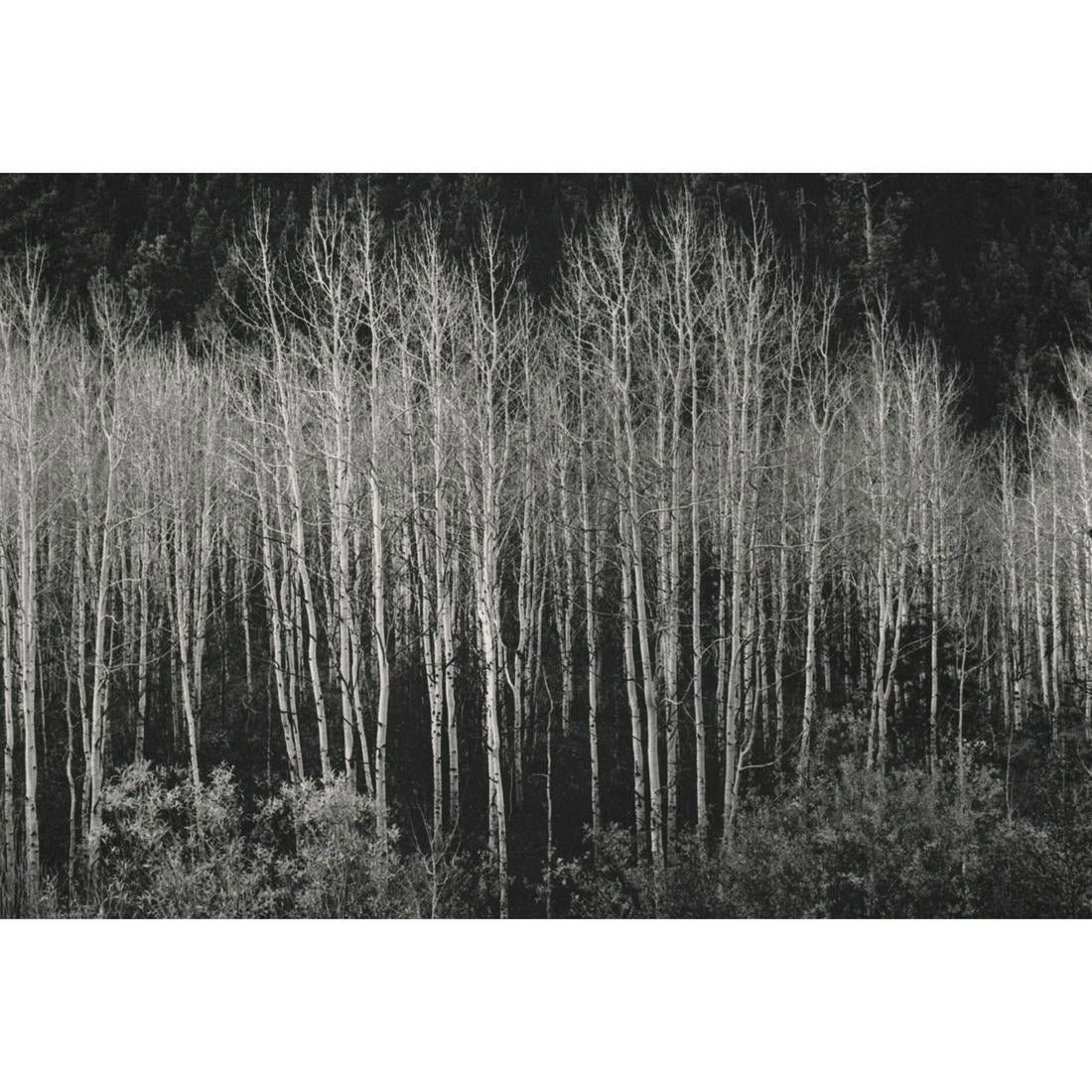 Ansel Adams - Aspens, Autumn, 1937 (1 of 1)
