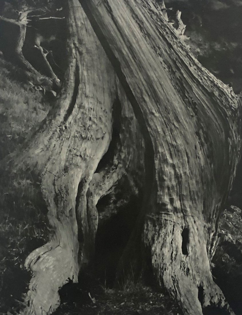 Edward Weston - Cypress, 1930 (Silver Gelatin) (1 of 1)