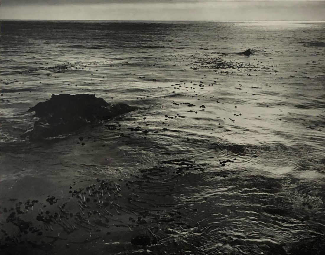 Edward Weston - Sea and Kelp, 1940 (Silver Gelatin) (1 of 1)